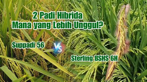 2 Padi Hibrida Suppadi 56 Dan Sterling Bshs 6h Mana Yang Lebih Unggul