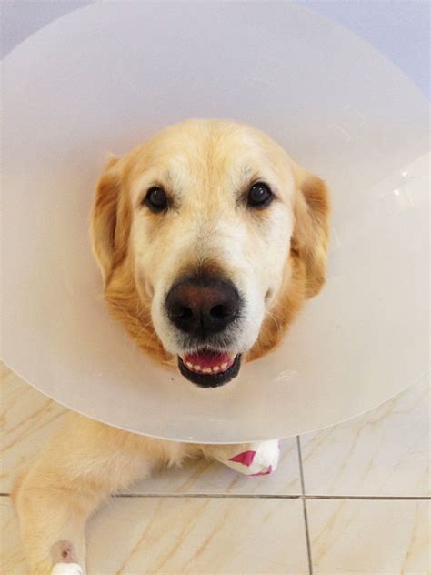 Homer, the Golden Retriever: Post Surgery Report - Pattaya, Thailand