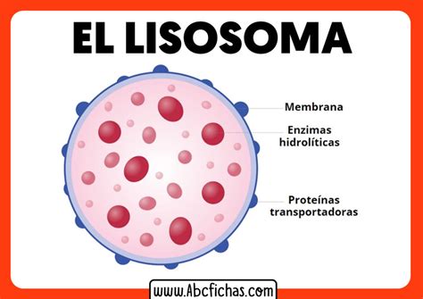 Los Lisosomas Partes Y Estructura Abc Fichas The Best Porn Website