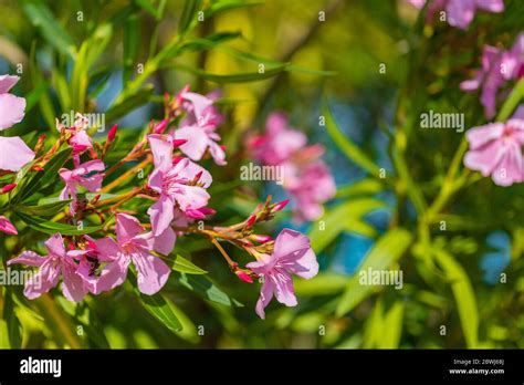 Pink leander flowers in the garden. Pink leander flowers with green ...