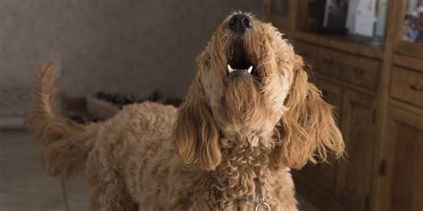 Qu Hacer Si Mi Perro Ladra Gu A Completa Redcanina Es