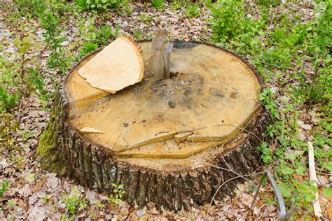 Diy Tree Stump Removal Creative Ways To Get Rid Of Stumps Without An Expert World Today News