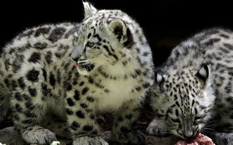 Big cats, Cubs, HD Wallpaper | Rare Gallery