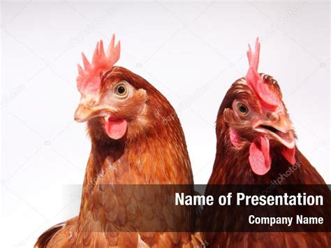 Agriculture Brown Chicken Hen Powerpoint Template Agriculture Brown