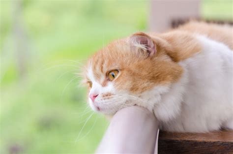 Amitriptyline For Cats: Dosage, Safety & Side Effects - All About Cats