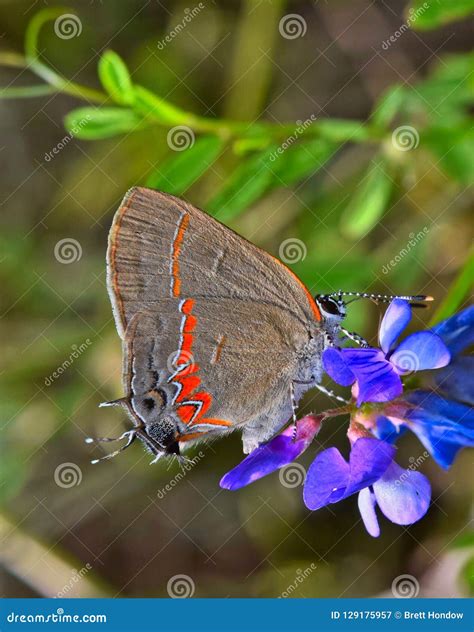 Red-Banded Hairstreak Butterfly on Purple Wildflowers. Stock Image