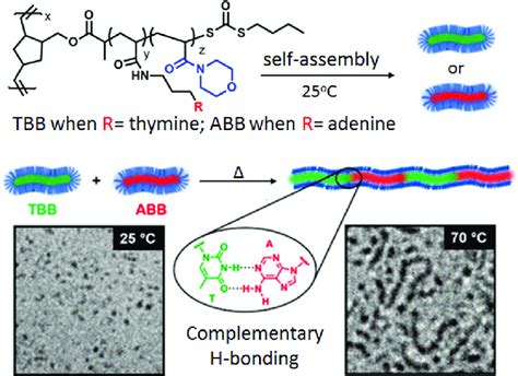 Schematic Representation Of End To End Supramolecular Coassembly Of