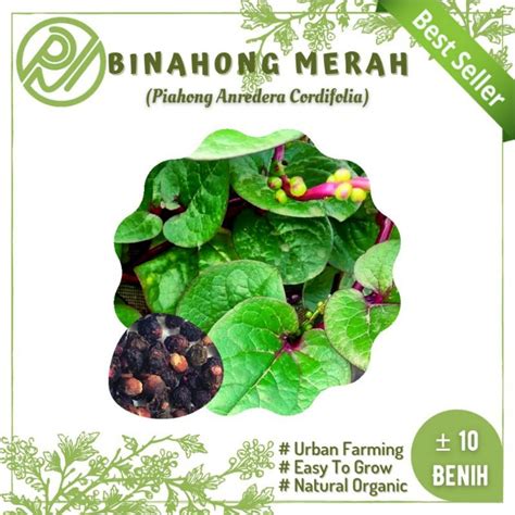 Jual Benih Binahong Merah Piahong Anredera Cordifolia Shopee Indonesia