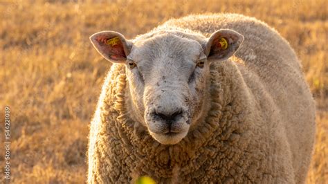 sheep farm. white Sheep portrait. Farm animals. White lamb in paddock.Breeding and rearing sheep ...