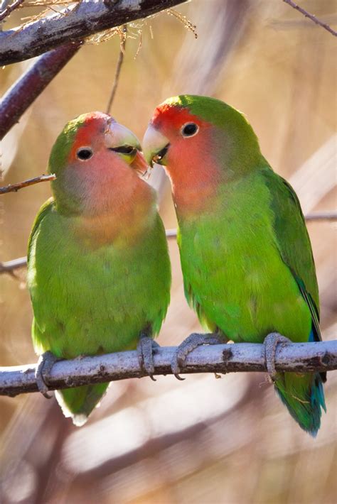 Feather Tailed Stories Peach Faced Lovebirds