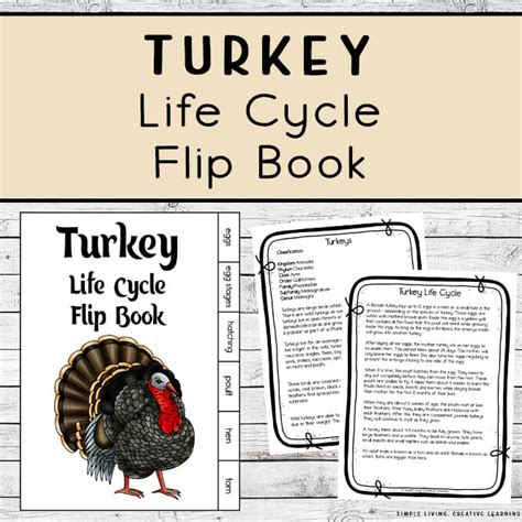 Turkey Life Cycle Flip Book Simple Living Creative Learning