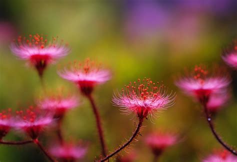 Homeopatia Drosera Descubra Todos Os Benef Cios Tudo Sobre Terapias