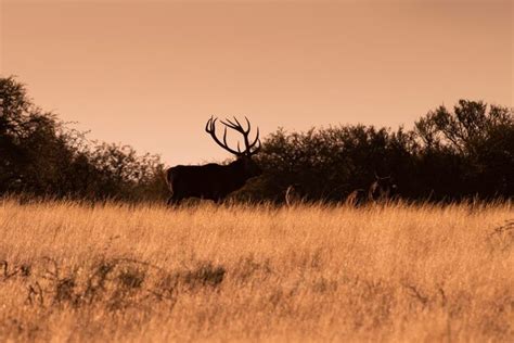 Ciervo Macho En La Pampa Argentina Reserva Natural Parque Luro Foto