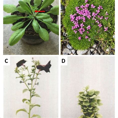 | Apical dominance. (A) Apical dominance in the pioneer plant ...