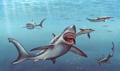 Megalodon: food shortage could have wiped out supersize Jaws | Nature ...