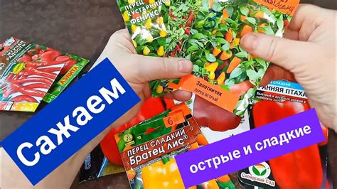 Обзор перцев . Сладкий и горький. Кустарниковый балконный. - YouTube