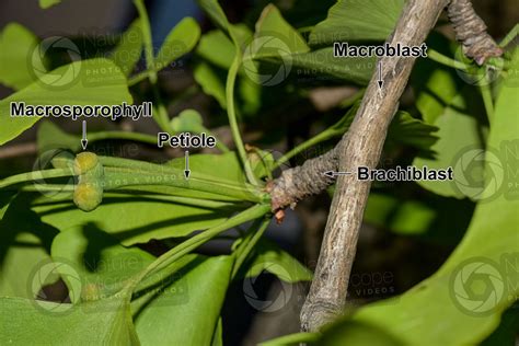 Ginkgo Biloba Female Strobilus Female Strobilus Ginkgo Biloba Ginkgophyta Ginkgo