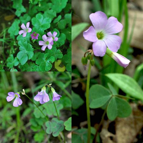 Seeds for planting Oxalis violacea 2 PKT LIMIT seeds violet | Etsy