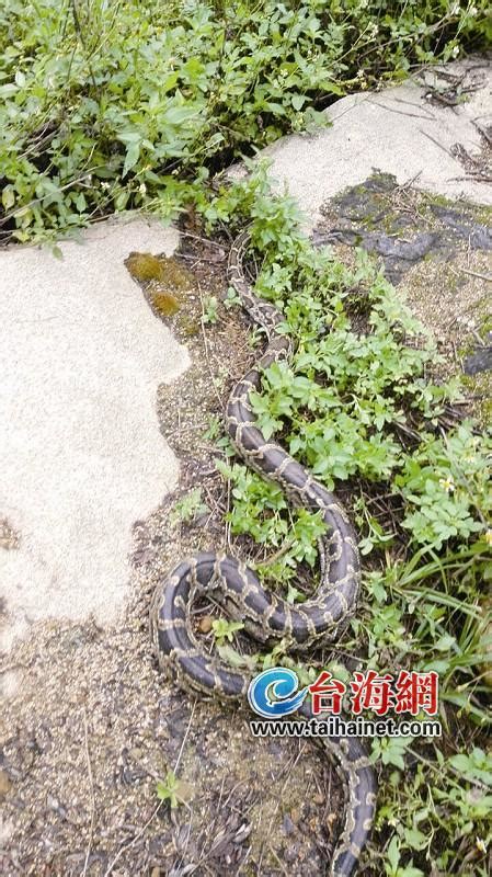 大蟒蛇钻进鸡窝偷吃被发现 赶紧吐掉到嘴的鸡 社会 东南网厦门频道