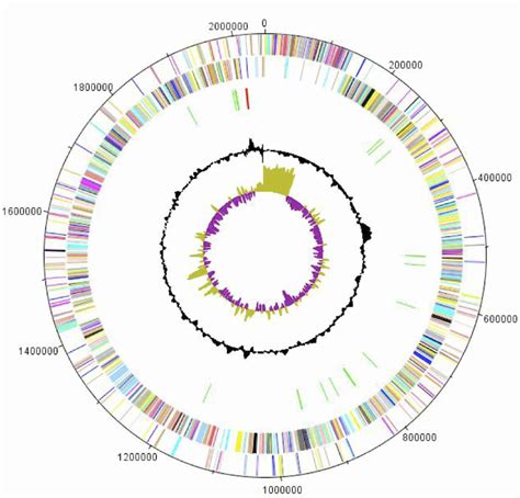 Graphical Circular Map Of The Chromosome From Outside To The Center