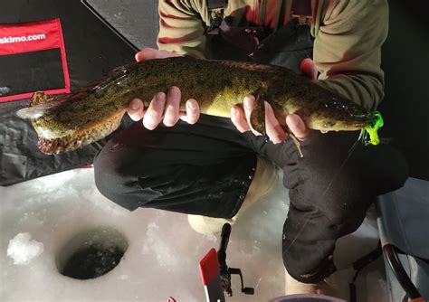 Burbot Sets 301 3022025