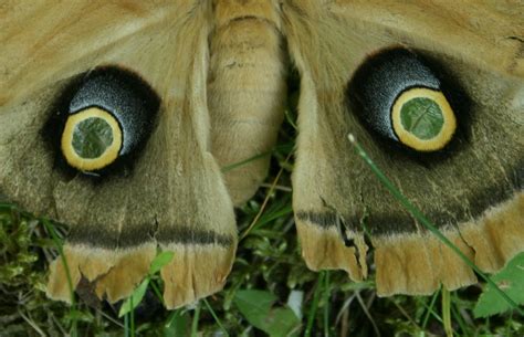 Spicebush Log: A Polyphemus Moth