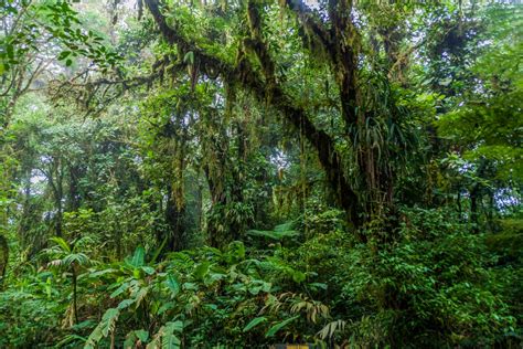 18 Things To Know Before Visiting Monteverde Cloud Forest