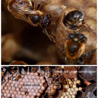 PDF Stingless Bees And Their Adaptations To Extreme Environments