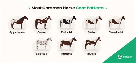 30 Most Common Horse Colors (With Color Chart) | Pet Keen | Horses, Horse coloring, Horse coat ...