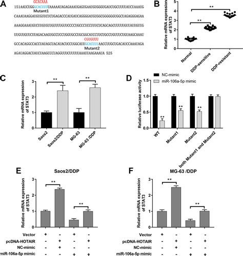 Hotair Promotes Cisplatin Resistance Of Osteosarcoma Cells By