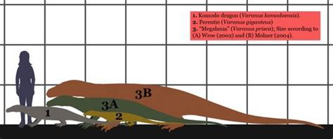 Megalania Wiki Amino Paleontología Amino