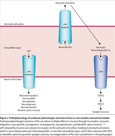 Figure From The Role Of Plasminogen Activators In Stroke Treatment