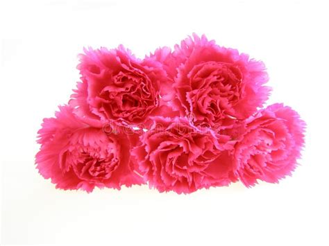 Pink carnations stock image. Image of gift, botanical - 2408453