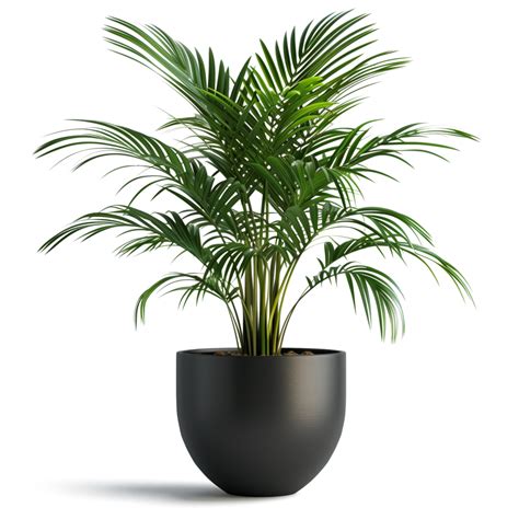 transparent intérieur les plantes 45545570 PNG