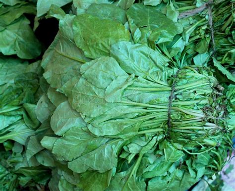 Indian Spinach Palak Stock Image Image Of Beet Oblong 35110017