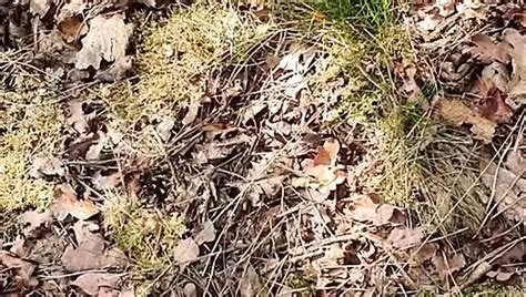 Halloween Jerking Off Cumshot On My Wifes Bra Dutch Gay Amateur Porn