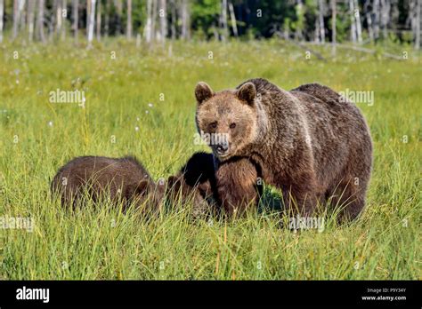 Brown Bear Cub Finland Hi Res Stock Photography And Images Alamy