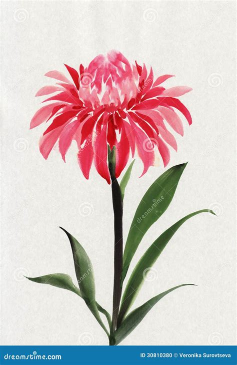 Fiore rosso illustrazione di stock. Illustrazione di bagnato - 30810380