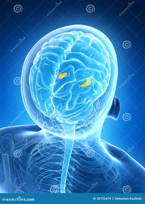 Highlighted Hippocampus Stock Illustration Illustration Of Lateral