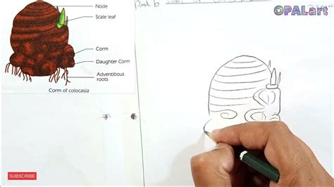 How To Draw Corm Of Colocasia Diagram On Biology Practical Copy Youtube