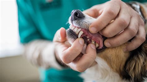 Do dog teeth fall out? Vet reveals if adult dogs lose teeth or not | PetsRadar