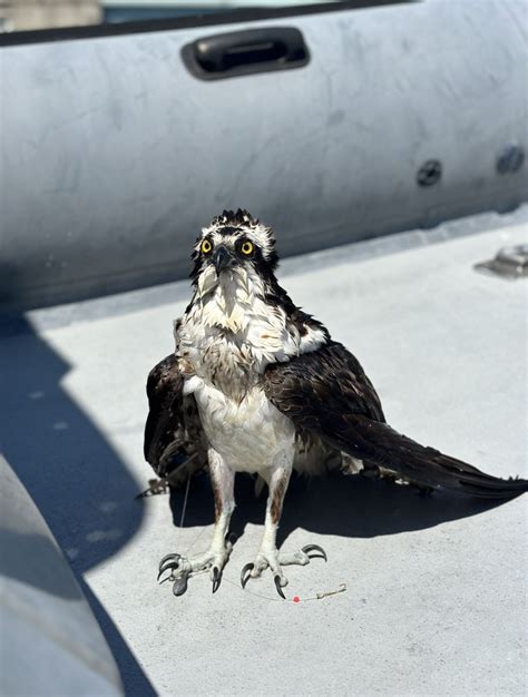 Norwalk Officers Rescue Osprey In Harbor