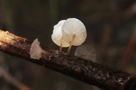 Marasmiaceae Pybio Paraguay Biodiversidad