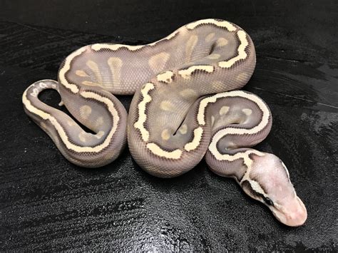 Super Pastel Ghi Mojave 100 Het Clown Ball Python By Big D Exotics Ltd Morphmarket