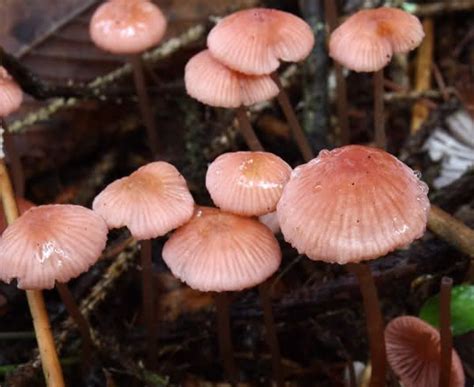 Mycena Rosella Commonly Known As The Pink Bonnet Fungi Dandelion