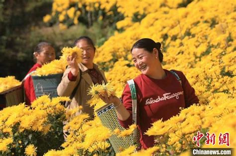 四川茂县：金丝皇菊开出“致富花”