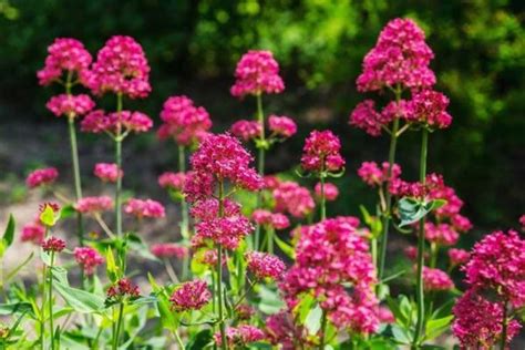 Цветы высокие для сада: интересные садовые цветы многолетники для дачи ...