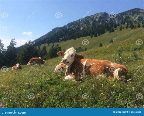 Grupo De Vacas Pastoreando En La Hierba De Los Alpes Foto De Archivo