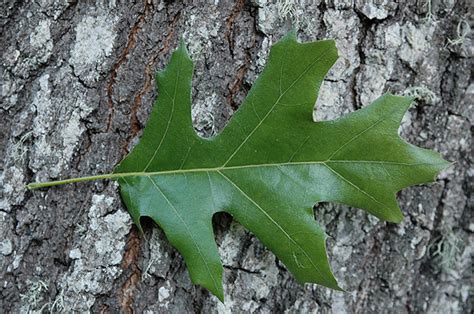 Quercus velutina | Landscape Plants | Oregon State University