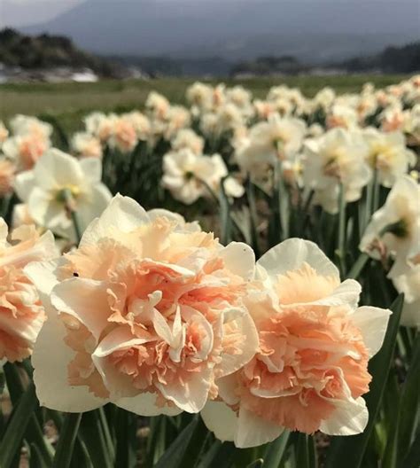 Narcissus Flower Surprise | Van Engelen Wholesale Flower Bulbs